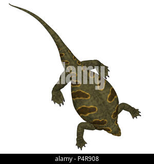 Cotylorhynchus war ein synapsid pflanzenfressende Reptil, in Nordamerika während der Permian Periode lebte. Stockfoto