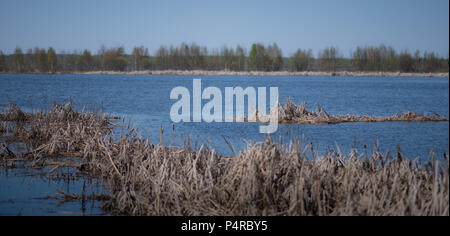 Flauschige Stockfoto