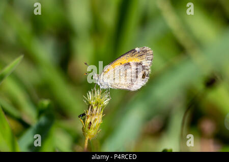 Zierliche Schwefel (Nathalis iole) Schmetterling, Klein, closeup-Pembroke Pines, Florida, USA Stockfoto