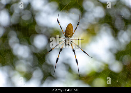 Goldener Seide Orb-weaver Spider (Nephila clavipes) closeup in web-Long Key Natural Area, Davie, Florida, USA Stockfoto