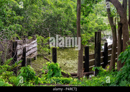 Die Reste der alten Holz- Dock in Feuchtgebieten, Sumpf-Long Key Natural Area, Davie, Florida, USA Stockfoto