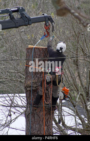 Eine voll in Baumzüchter mit Schutzkleidung mit Helm angeseilt, Erste Hilfe Kit und Schutzkleidung, verwendet einen Kran, als er einen Baum nimmt Stockfoto