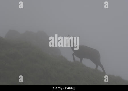 Gämsen auf eine Misty Mountain Ridge in den Vogesen, Frankreich Stockfoto