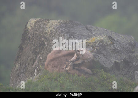 Chamois Weibchen mit kleinen neugeborenen Jungen lag neben ihr. Vogesen, Frankreich Stockfoto