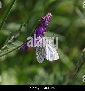 Braune und weiße Holz White Butterfly, lila Blüte mit grünem Hintergrund Stockfoto