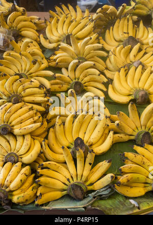 Große Gruppe von reifen Bananen auf dem Markt, Provinz Prachuap Khiri Khan, Hua Hin, Thailand, Asien. . Stockfoto