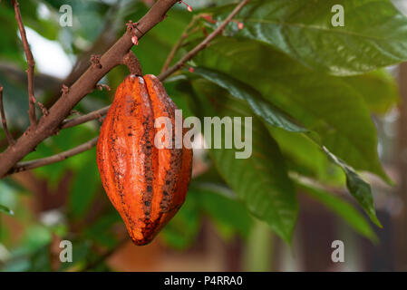 Orange Kakao pod hängen am Baum verschwommenen Hintergrund. Eine Kakaofrucht Stockfoto