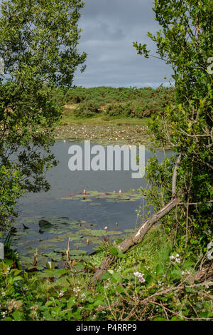 Hatchet, kleinen Teich in der Nähe von Beaulieu im New Forest Hampshire England Großbritannien Stockfoto