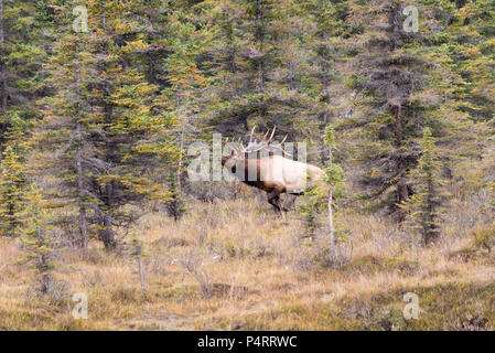 Ein Bull Elk Bugling zu seinen Harem im Herbst Laub seiner Palette Stockfoto