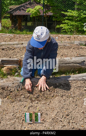 Garfield Gedächtniskirche freiwillige Pflanzen Kuh Garten bei Hiram Haus Camp-wheel Barrel/Tools Stockfoto