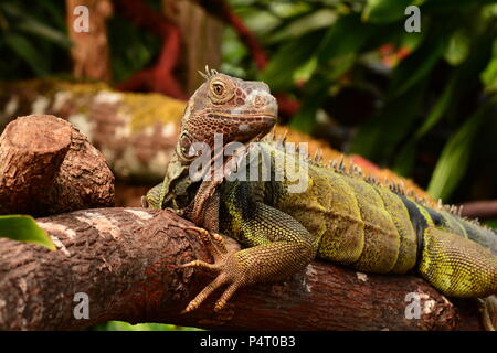 Grüner Leguan greifen einige Sun Stockfoto