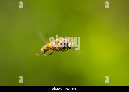 Drone fly Eristalis tenax Insekten im Flug an einem sonnigen Tag im Frühling Saison Stockfoto