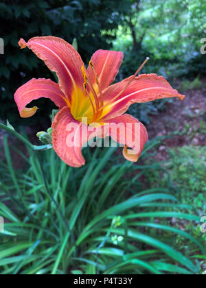 Single Tiger Lily im Garten. Stockfoto