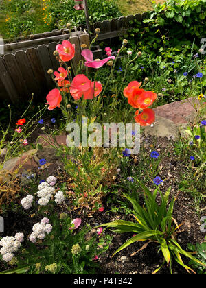 Rote Mohnblumen im Garten Stockfoto