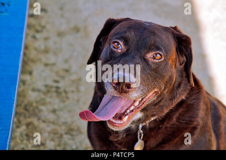 Chocolate Labrador Retriever bei Spielen im Park. Zunge ist, und uns als er Hosen beim Warten. Rechtes Auge (links) hat Zyste Wachstum. Stockfoto