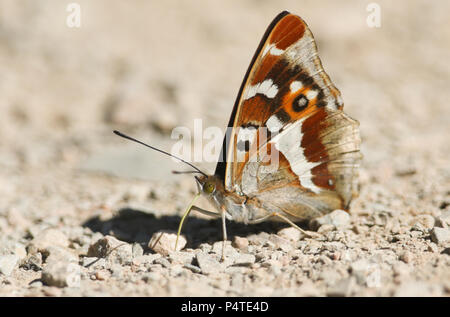 Eine atemberaubende Männliche Lila Kaiser (Colias Iris) das Hocken auf dem Boden im Schatten. Stockfoto