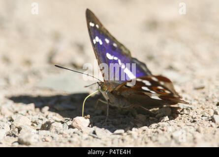 Eine atemberaubende Männliche Lila Kaiser (Colias Iris) das Hocken auf dem Boden essen Mineralien. Stockfoto