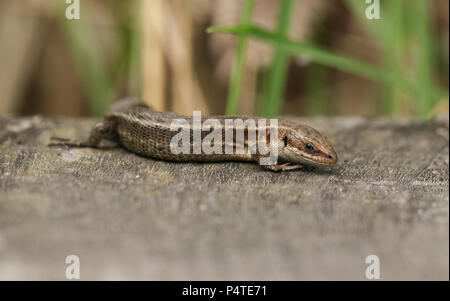 Eine atemberaubende Gemeinsame Lizard (Zootoca Vivipara) Jagd auf einen Holzsteg. Stockfoto