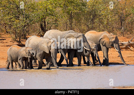 Afrikanische Elefanten (Loxodonta Africana) an einer Wasserstelle, Krüger Nationalpark, Südafrika Stockfoto