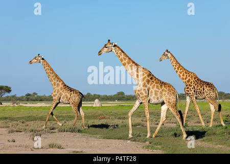 Giraffen (Giraffa Camelopardalis) zu Fuß über die Ebenen des Etosha National Park, Namibia Stockfoto