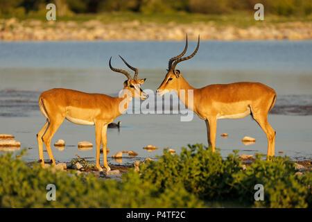 Impala Antilopen (Aepyceros melampus) an einem Wasserloch, Etosha National Park, Namibia Stockfoto