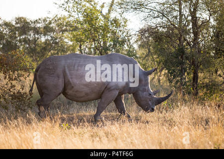 Rhino Walking im Busch in Südafrika. Stockfoto