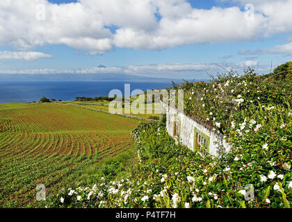 Blick von der Azoren Insel Sao Jorge, Pico, im Vordergrund ein Haus mit Blumen bewachsen, über Felder und Hügel geht der Blick auf die vulkanischen m Stockfoto