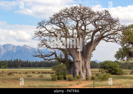Baobab Baum mit Blick auf die Berge im Hintergrund. Stockfoto