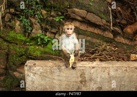 Toque macaque (Macaca sinica) Baby, Essen eine Banane von Touristen. Ravana fällt, Sri Lanka. Stockfoto