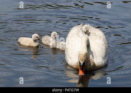 Eine müde Cygnet dauert eine Fahrt auf einem der Mutter Mute swan's zurück. Stockfoto