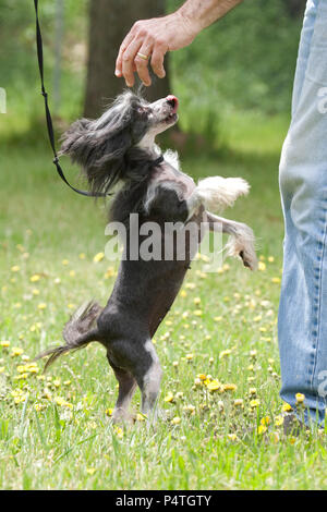 Chinesische Haubenhund springen Stockfoto