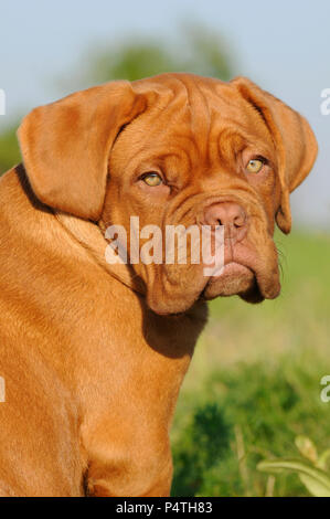 Bordeaux Dogge, Welpen, 12 Wochen, Tier portrait Stockfoto