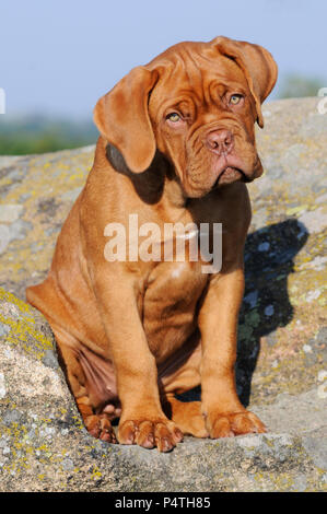 Bordeaux Dogge, Welpen, 12 Wochen, treuer Blick Stockfoto