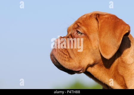 Bordeaux Dogge, Welpen, 12 Wochen, Tier portrait Stockfoto