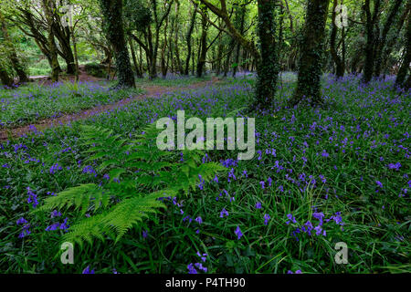 Wald mit Farn und blühenden Gemeinsame bluebells (Hyacinthoides non-scripta), Cornwall, England, Großbritannien Stockfoto