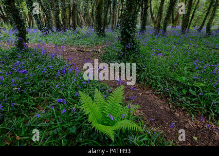 Pfad durch den Wald mit Farn und blühenden Gemeinsame bluebells (Hyacinthoides non-scripta), Cornwall, England, Großbritannien Stockfoto