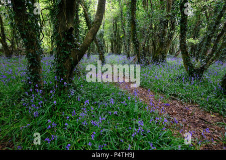 Pfad durch den Wald mit blühenden Gemeinsame bluebells (Hyacinthoides non-scripta), Cornwall, England, Großbritannien Stockfoto