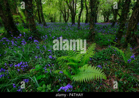 Wald mit Farn und blühenden Gemeinsame bluebells (Hyacinthoides non-scripta), Cornwall, England, Großbritannien Stockfoto