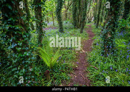 Pfad durch den Wald mit Farn blühende Gemeinsame bluebells (Hyacinthoides non-scripta), Cornwall, England, Großbritannien Stockfoto