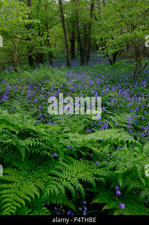 Wald mit Farn und blühenden Gemeinsame bluebells (Hyacinthoides non-scripta), Cornwall, England, Großbritannien Stockfoto