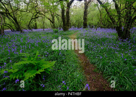 Pfad durch den Wald mit Farn und blühenden Gemeinsame bluebells (Hyacinthoides non-scripta), Cornwall, England, Großbritannien Stockfoto