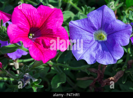 Rot und Violett colorfull petunia Blumen - Petunioideae, Solanaceae, Solanales Stockfoto