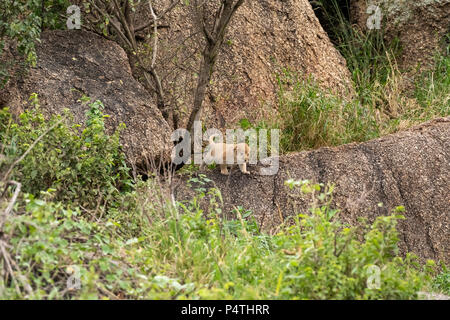 Sehr kleine African Lion Cub (Panthera leo) spielen auf einem KOPJE im Serengeti National Park, Tansania Stockfoto