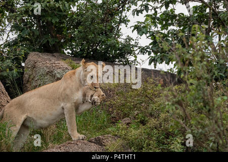 Afrikanischer Löwe Löwin (Panthera leo) ihre sehr jungen cub Durchführung in den Mund und mit ihrer Pfote einen besseren Griff auf die Cub in Serengeti National P zu erhalten Stockfoto