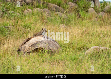 Leopard (Panthera pardus) Cub auf einem Felsen in der KOPJES im Serengeti National Park, Tansania Stockfoto