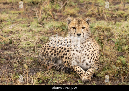 Gepard (Acinonyx jubatus) Weibliche ruht auf dem Savannah im Serengeti National Park, Tansania Stockfoto