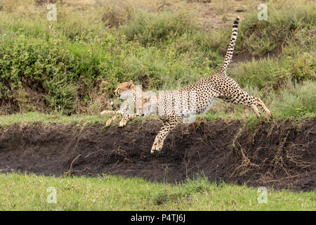 Gepard (Acinonyx jubatus) Mann über einen Stream im Serengeti National Park, Tansania springen Stockfoto