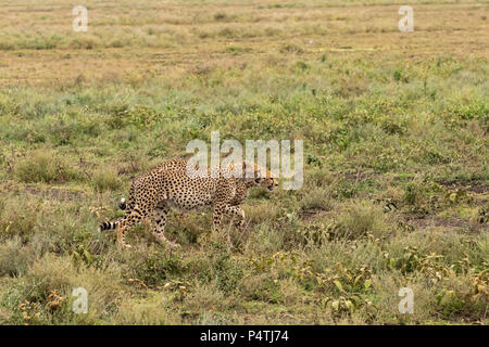 Gepard (Acinonyx jubatus) männlichen gehen auf die Savanne der Serengeti National Park, Tansania Stockfoto