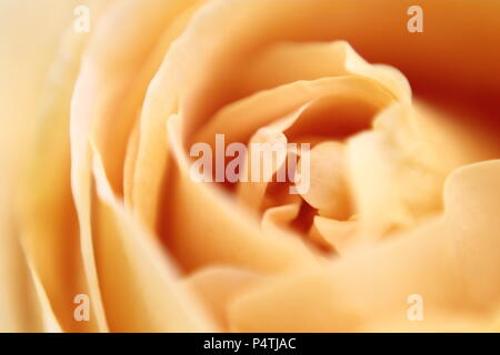 Blurry rose flowerhead hautnah. Feine soft pink floral background. Stockfoto