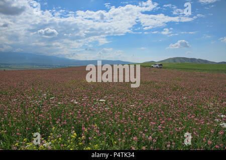 Schöne Felder der Esparsette, Bischkek, Kirgisistan Stockfoto